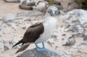 085 Blue-footed booby 03